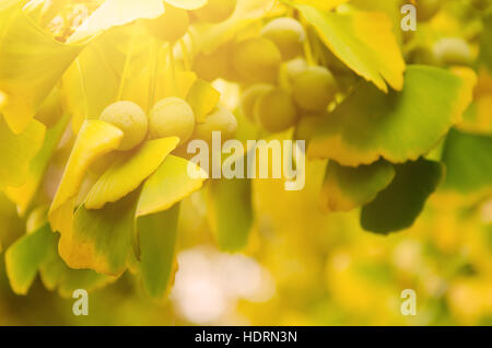 Feuilles de ginkgo biloba Banque D'Images