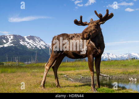 Un orignal de taureau (Alces Alces) regarde son épaule dans Une posture de Nice, des Antlers encore en velours et toujours en croissance tout en se débarrassant de son manteau d'hiver, Captiv... Banque D'Images