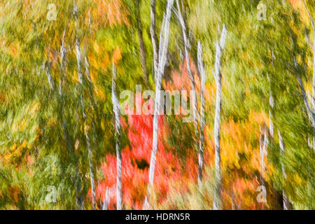 Motion Blur de forts vents dans une forêt d'automne près de Carlton pic en Temperance River State Park, sur la rive nord du lac Supérieur, près de Tofte Banque D'Images