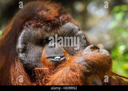 Portrait de l'orang-outan dans Chiang Mai zoo, Thaïlande ; espèce Pongo pygmaeus famille des Hominidés Banque D'Images