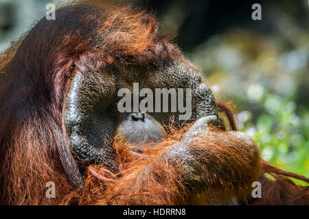 Portrait de l'orang-outan dans Chiang Mai zoo, Thaïlande ; espèce Pongo pygmaeus famille des Hominidés Banque D'Images