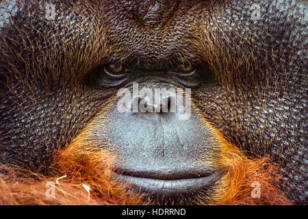 Portrait de l'orang-outan dans Chiang Mai zoo, Thaïlande ; espèce Pongo pygmaeus famille des Hominidés Banque D'Images