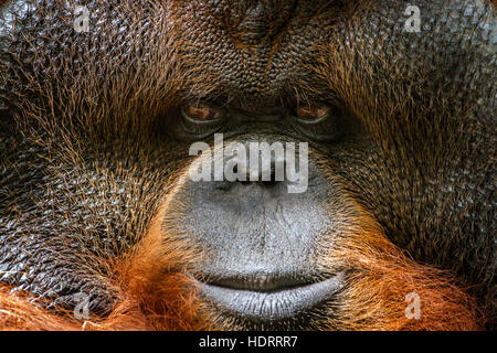 Portrait de l'orang-outan dans Chiang Mai zoo, Thaïlande ; espèce Pongo pygmaeus famille des Hominidés Banque D'Images