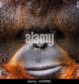 Portrait de l'orang-outan dans Chiang Mai zoo, Thaïlande ; espèce Pongo pygmaeus famille des Hominidés Banque D'Images