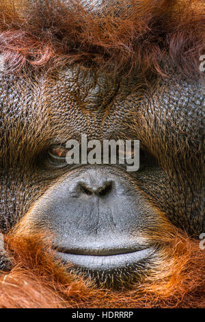 Portrait de l'orang-outan dans Chiang Mai zoo, Thaïlande ; espèce Pongo pygmaeus famille des Hominidés Banque D'Images