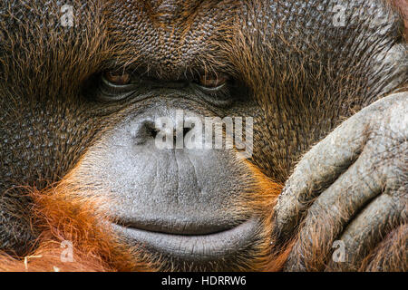 Portrait de l'orang-outan dans Chiang Mai zoo, Thaïlande ; espèce Pongo pygmaeus famille des Hominidés Banque D'Images