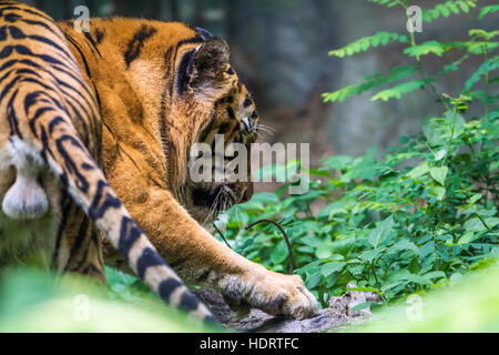 Tigre du Bengale à Chiang Mai Zoo, Thaïlande ; espèce Panthera tigris famille des félidés Banque D'Images