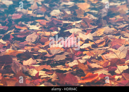 Couches d'érable arbre feuilles tombées, l'arrière-plan d'automne colorés Banque D'Images