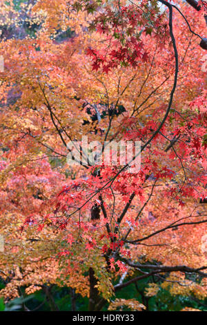 De superbes couleurs d'automne au Temple Tofuku-ji, Kyoto, Japon Banque D'Images