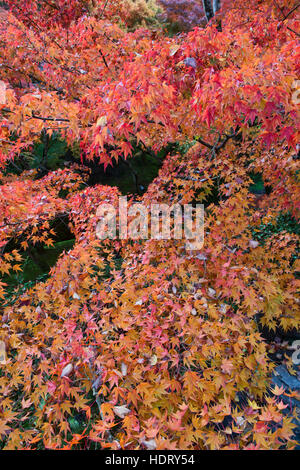 De superbes couleurs d'automne au Temple Tofuku-ji, Kyoto, Japon Banque D'Images