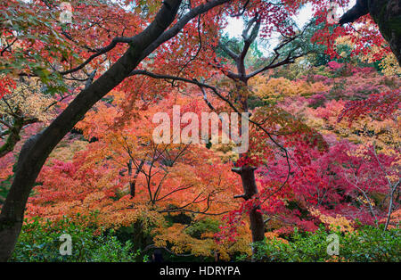 De superbes couleurs d'automne au Temple Tofuku-ji, Kyoto, Japon Banque D'Images