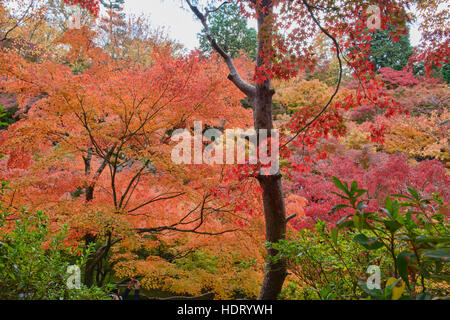 De superbes couleurs d'automne au Temple Tofuku-ji, Kyoto, Japon Banque D'Images