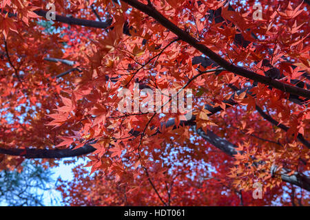 De superbes couleurs d'automne au Temple Tofuku-ji, Kyoto, Japon Banque D'Images