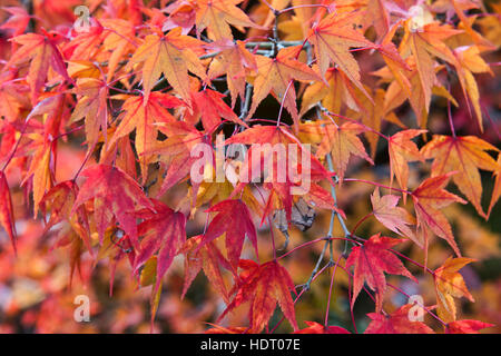 De superbes couleurs d'automne au Temple Tofuku-ji, Kyoto, Japon Banque D'Images