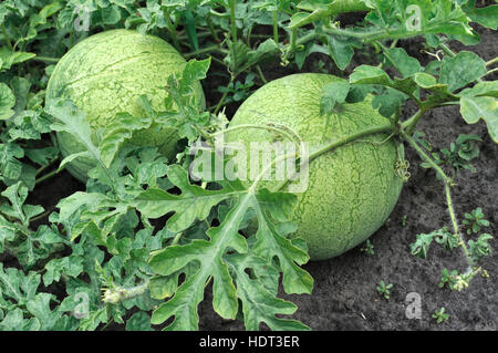 Close-up de mûrissement de pastèques Banque D'Images