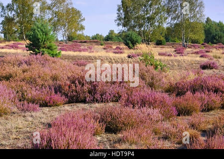 Blühende Heidelandschaft im Spätsommer - Heath paysage avec la floraison de la Bruyère, Calluna vulgaris Banque D'Images