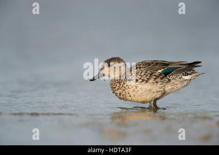 Teal / Krickente ( Anas crecca ), femme, robe de reproduction en couleur, la marche dans l'eau peu profonde, un corps entier Vue de côté, l'Europe. Banque D'Images