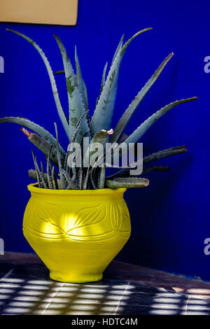 L'Aloe Vera de plus en plus décoratif en pot de fleurs jaune Banque D'Images