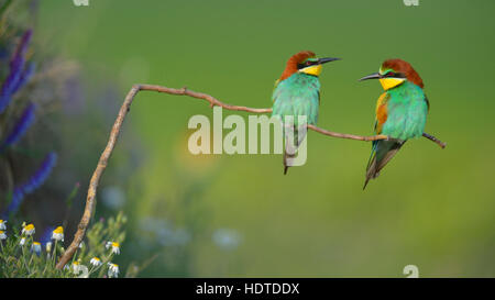 Guêpiers d'Europe (Merops apiaster), couple sur la perche, le Parc National Kiskunság, Hongrie Banque D'Images