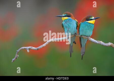 Guêpiers d'Europe (Merops apiaster) couple sur la perche, poppy meadow, Parc National de Kiskunság, Hongrie Banque D'Images