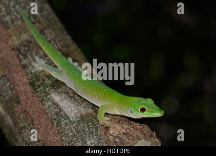 Koch's giant day gecko Phelsuma madagascariensis (kochi), forêt sèche, le Parc National Ankarafantsika, Madagascar Banque D'Images