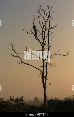 Grand arbre avec coin silhouette paon rouge lever de fond de ciel à Udawalawe National Park, Sir Lanka. Banque D'Images