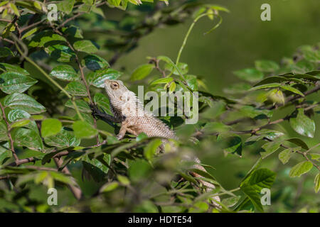 Lizard close up portrait animal macro Banque D'Images