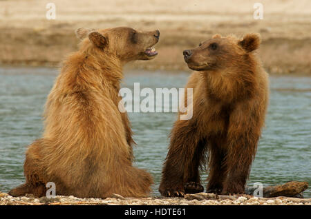 Ours brun (Ursus arctos), juvéniles, lac Kurile, Kamchatka, Russie Banque D'Images