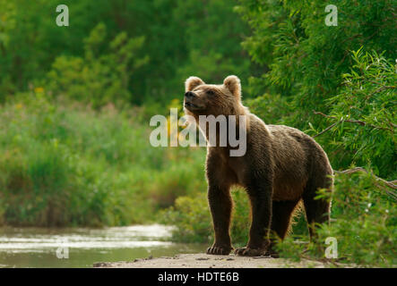 Ours brun (Ursus arctos), le lac Kurile, Kamchatka, Russie Banque D'Images