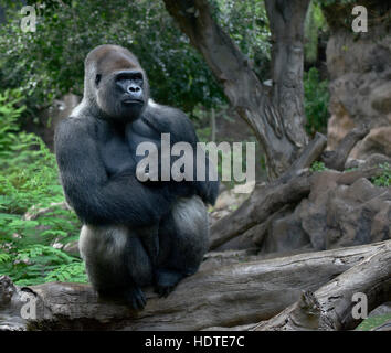 Gorille de plaine de l'ouest (Gorilla gorilla gorilla), silverback sitting on tree trunk, captive Banque D'Images