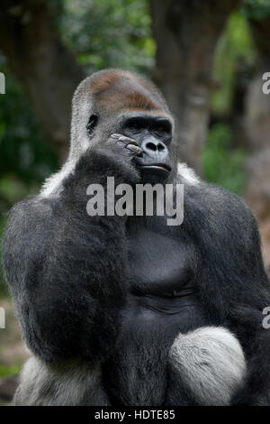 Gorille de plaine de l'ouest (Gorilla gorilla gorilla), silverback sitting on tree trunk, captive Banque D'Images