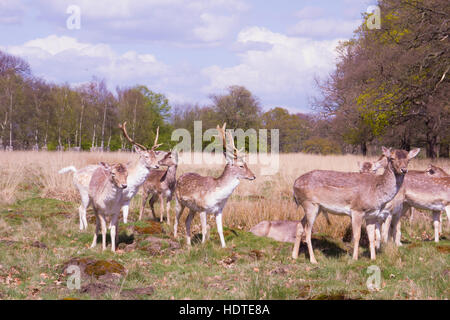 Un groupe de chevreuils au soleil à Richmond Park, Londres Banque D'Images