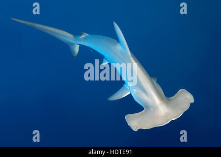 Requin-marteau halicorne (Sphyrna lewini) natation en mer ouverte, Red Sea, Egypt Banque D'Images