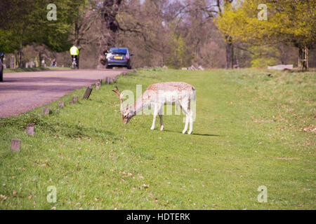 Un chevreuil solitaire est de manger de l'herbe au bord de la route de Richmond Park, Londres Banque D'Images