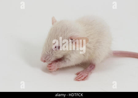 Albino rats de laboratoire blanc sur fond blanc Banque D'Images