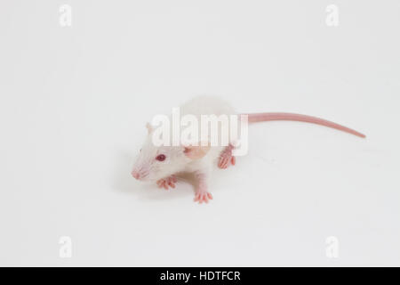 Albino rats de laboratoire blanc sur fond blanc Banque D'Images