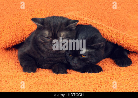 Deux chatons brun couché ensemble sur une couverture orange moelleux Banque D'Images