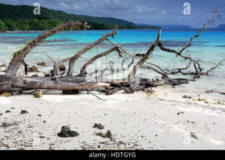 Gros tronc d'arbre avec des branches lavé par la marée sur le sable blanc de Lonnoc Beach face à l'île de l'éléphant à travers les eaux bleues de Hog Harbour Bay. Es Banque D'Images