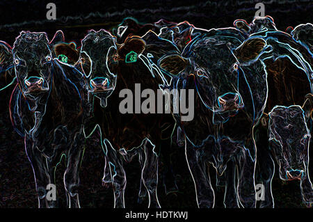 Bovins / vaches et génisses dans un pâturage permanent - image manipulée numériquement avec bords rougeoyants, Abstrait Animaux et de l'élevage Banque D'Images