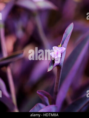 Coeur violet Tradescantia pallida, usine, avec une petite fleur rose. New York, USA. Banque D'Images