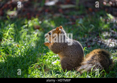 Fox écureuil ou l'Est de l'écureuil ou Fox écureuil de Bryant, Sciurus niger, assise holding et de manger les graines de tournesol dans l'Oklahoma, USA. Banque D'Images