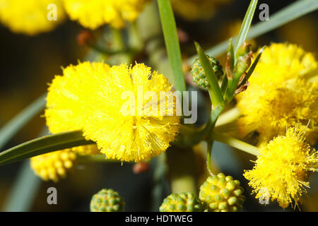 De belles fleurs mimosa jaune moelleux à l'extérieur, horizontal macro Banque D'Images