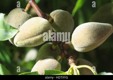 Branche avec amandes vertes verte horizontale. close-up, à l'extérieur Banque D'Images