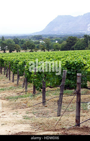 Une vigne à Constantia, Cape Town, Afrique du Sud avec Table Mountain, dans la distance Banque D'Images