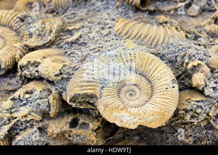 Ammonite shoal (Dactylioceras sp.), d'environ 170 millions d'années de l'Allemagne Banque D'Images