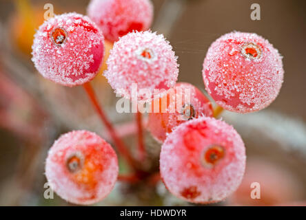 Pommes sur un crabe hivers frosty matin, England, UK Banque D'Images