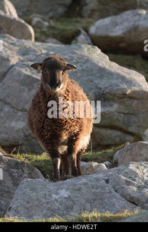 Les jeunes moutons Soay en permanent entre les roches sur l'île de Hirta, archipel de St Kilda, en Écosse. Banque D'Images