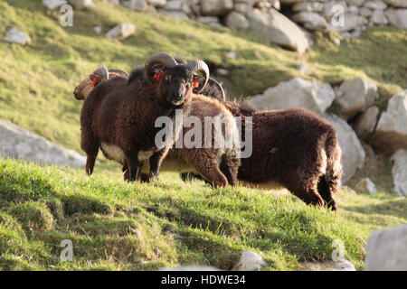 Groupe de moutons Soay mâle sur l'île de Hirta, archipel de St Kilda, en Écosse. Banque D'Images