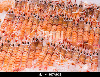 Close-up de scampis cuits sur la glace Banque D'Images