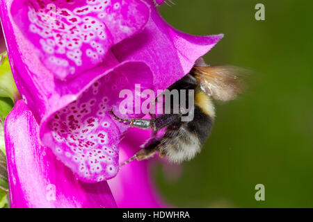 Les bourdons (Bombus hortorum jardin) travailleur adultes se nourrissent d'une digitale pourpre (Digitalis purpurea) fleur. Powys, Pays de Galles. De juin. Banque D'Images